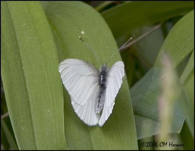 3199 Mustard White dorsal.jpg