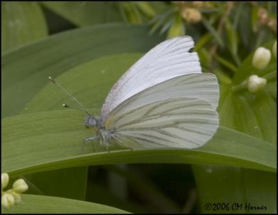 3204 Mustard White.jpg