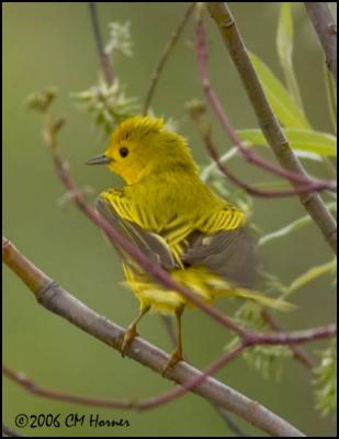 3247 Yellow Warbler.jpg