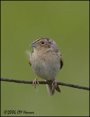 3287 Grasshopper Sparrow.jpg