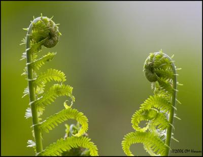 3347 Fiddleheads.jpg