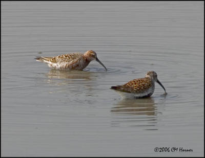 3374 Curlew Sandpiper and Dunlin.jpg