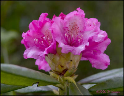3458 Rhododendron.jpg