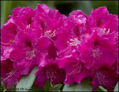 3460 Rhododendron.jpg