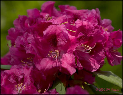 3478 Rhododendron.jpg