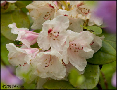 3480 Rhododendron.jpg