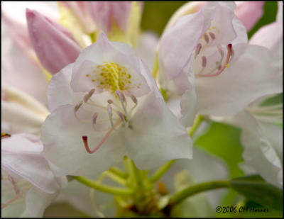 3481 Rhododendron.jpg