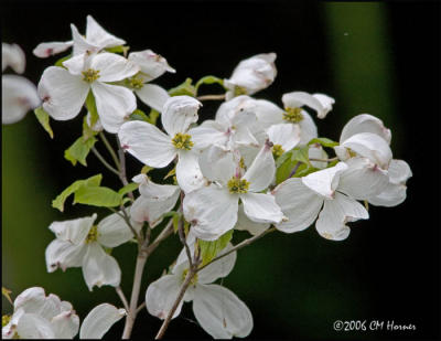3487 Flowering Dogwood.jpg