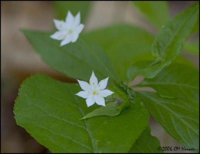 3502 Star Flower.jpg