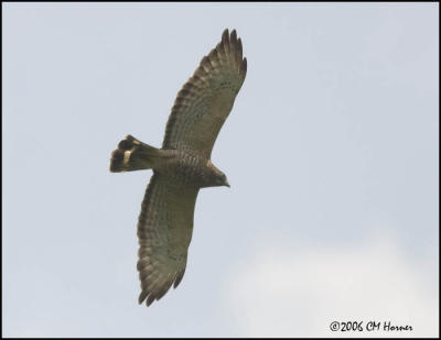 3504 Broad-winged Hawk.jpg