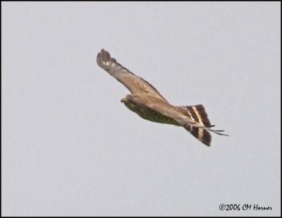 3508 Broad-winged Hawk.jpg