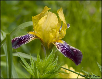 3526 Yellow and Purple Bearded Iris.jpg
