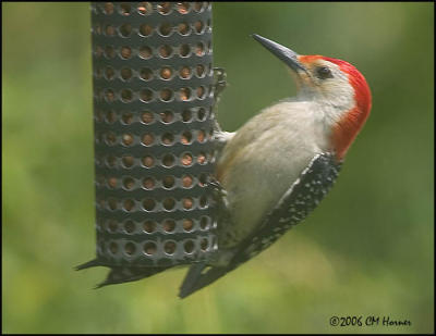 3531 Red-bellied Woodpecker male.jpg