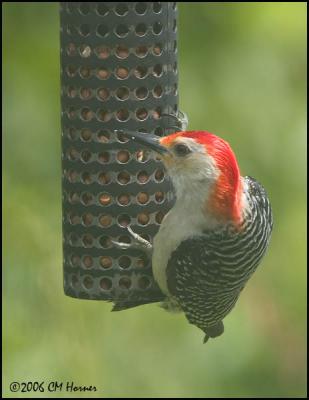 3534 Red-bellied Woodpecker.jpg