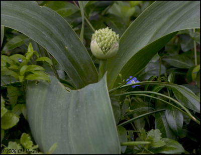 3647 Allium bud.jpg