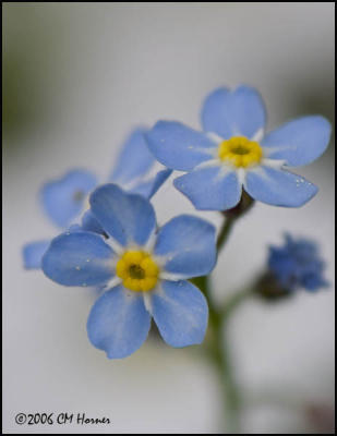 3652 Forget-me-not.jpg