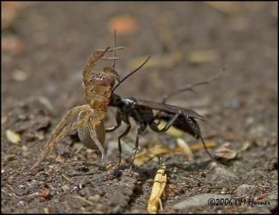 3694 Spider Wasp with Spider.jpg