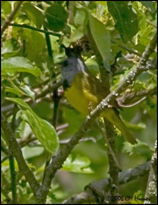 3712 Mourning Warbler.jpg