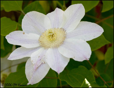 3742 Nelly Moser Clematis.jpg
