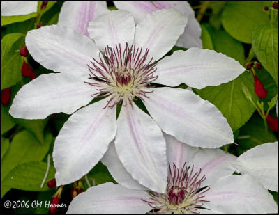 3819 Nelly Moser Clematis.jpg
