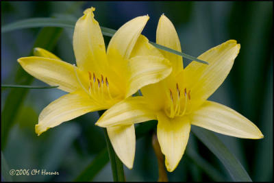 3829 Yellow Day Lilies.jpg