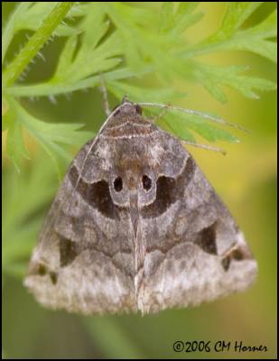 3870 Toothed Somberwing Moth.jpg