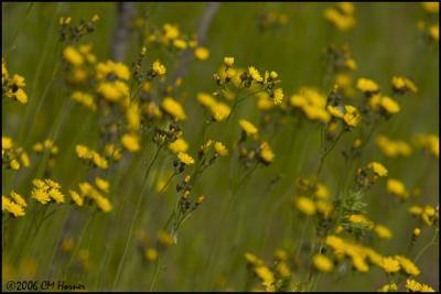 3874 Hawkweed.jpg