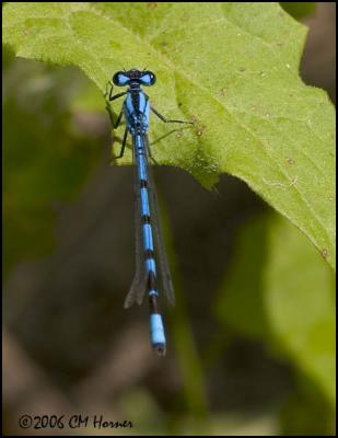 3991 Northern/Boreal Bluet