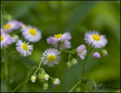 3998 Common Fleabane.jpg