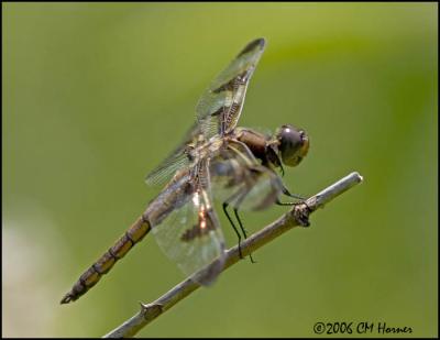 4032 Twelve-spotted Skimmer female.jpg