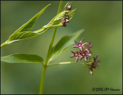 4048 Dog-strangling Vine.jpg