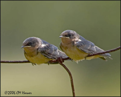 4083 Barn Swallows juvenile.jpg