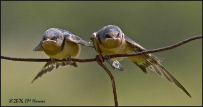 4084 Barn Swallows juvenile.jpg