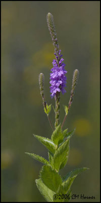 4136 Hoary Vervain.jpg