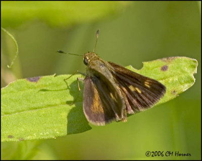 4144 Northern Broken-dash Skipper.jpg