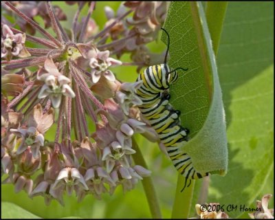 4153 Monarch Caterpillar on milkweed.jpg
