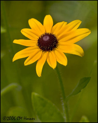 4164 Black-eyed Susan.jpg