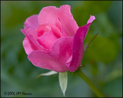 4175 Pink Rosebud.jpg