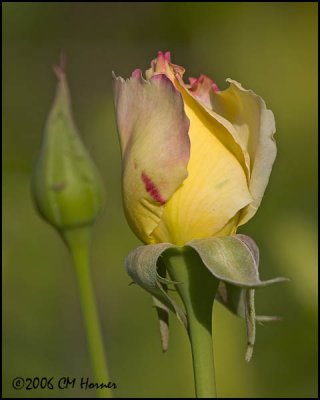 4193 Yellow Rosebud.jpg