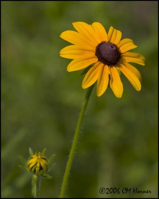 4264 Black-eyed Susan.jpg