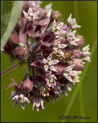 4266 Milkweed.jpg