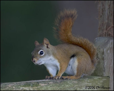 4439 Red Squirrel.jpg
