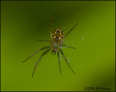 4462 Tiny Spider id unknown.jpg