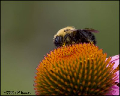 4480 Bumble Bee on Purple Coneflower.jpg