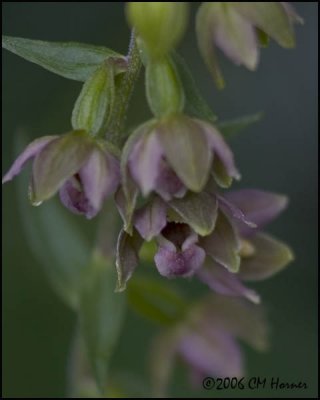 4514 Helleborine.jpg