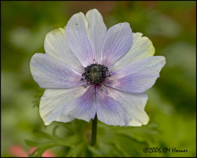 4574 Anemone Blue Poppy.jpg
