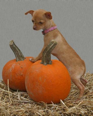 Halloween_Dogs116_edited-1-2.jpg