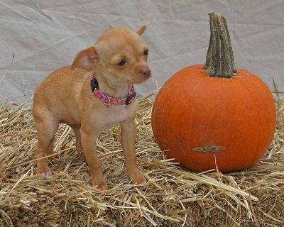 Halloween_Dogs124_edited-1-2.jpg