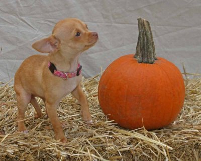 Halloween_Dogs125_edited-1-2.jpg