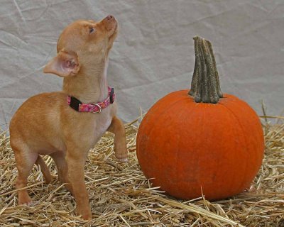 Halloween_Dogs126_edited-1-2.jpg